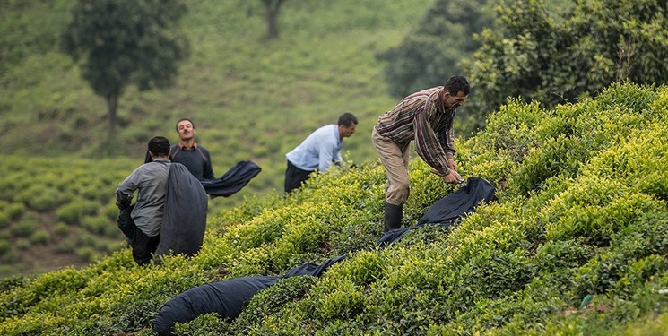 کرونا صادرات چای هند را 27 درصد کاهش داد/ایران باید به فکر بازار جدید باشد؟
