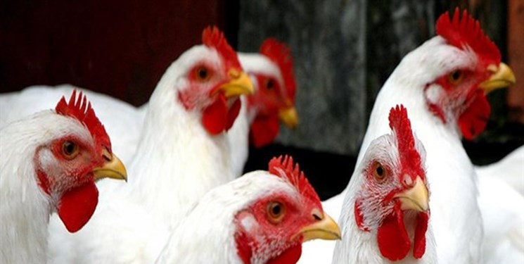 50 درصد مرغ کشور از لاین‌های داخلی تولید خواهد شد/ معرفی مرغ لاین کوثر 7