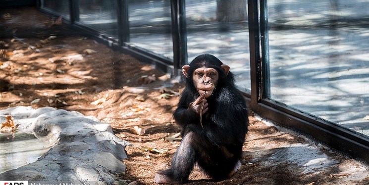 فارس من| ۳ هزار و ۵۰۰ امضا در حمایت از «باران»؛ مردم درباره تنها بچه شامپانزه ایران چه می‌گویند؟
