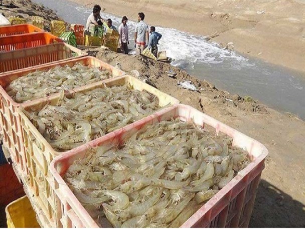 آبزی‌پروری کلید محرومیت‌زدایی است/ رشد دو برابری تولید میگو در سیستان و بلوچستان