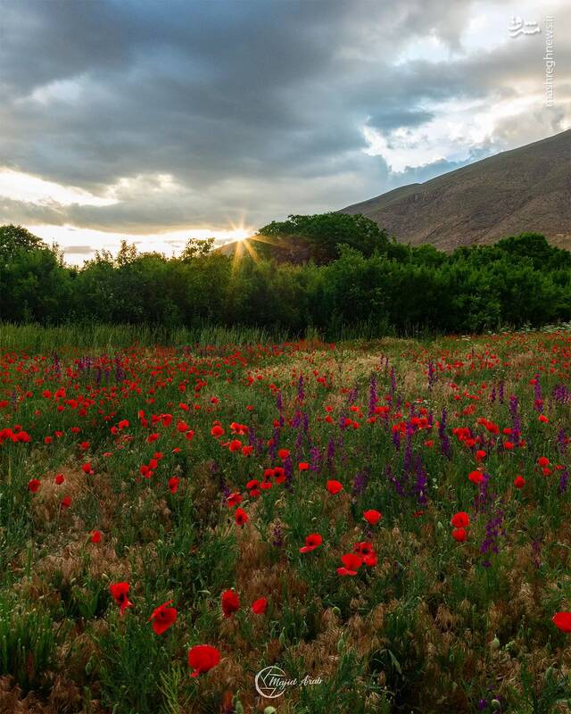 عکسی زیبا از بهار خوانسار