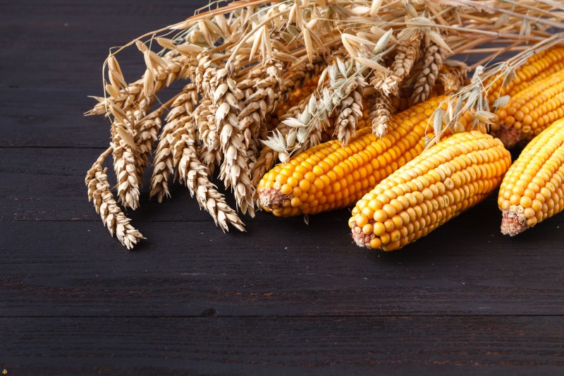 thanksgiving-day-concept-border-frame-with-orange-pumpkins-colourful-leaves-wooden-background-min-1 گندم و ذرت