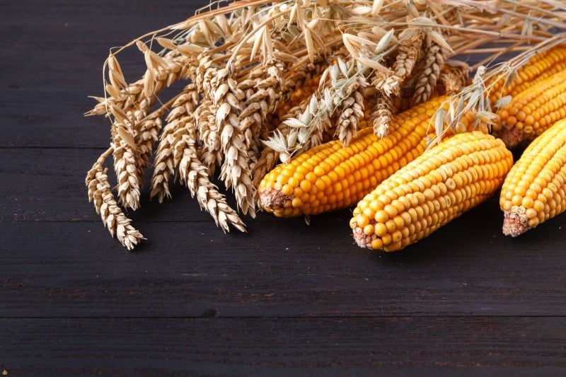 thanksgiving-day-concept-border-frame-with-orange-pumpkins-colourful-leaves-wooden-background-min-2 گندم و ذرت